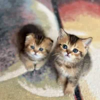 گربه اصیل نژاد دار