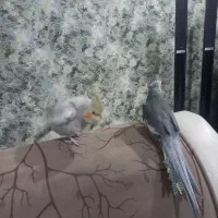 طوطی عروس|پرنده|صومعه‌سرا, |دیوار