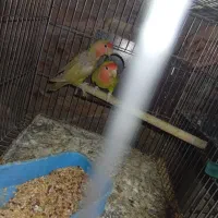 معاوضه فقط با گرینچیک یا فروش نقدی|پرنده|رفسنجان, |دیوار