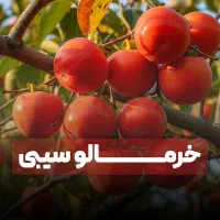 نهال خرمالو باکیفیت بالا +ضمانت ۵ ساله