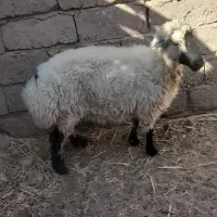 گوسفند ماده