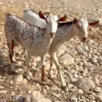 بز خانگی|حیوانات مزرعه|بردسکن, |دیوار