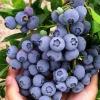 نهالستان ارقام متنوع میوه های مقام به سرمای پالیز|خدمات باغبانی و درختکاری|توتکابن, |دیوار