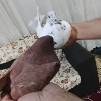 سلام|پرنده|کوهدشت, |دیوار