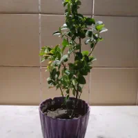 گل شمشاد|گل و گیاه طبیعی|مشهد, سجاد شهر|دیوار