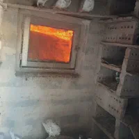 کبوتر خوب پرواز