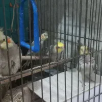 یک جفت عروس هلندی بایک عدد جوجه باقفس بزرگ|پرنده|کوهسار (البرز), |دیوار