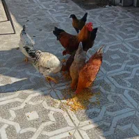 تعدادی مرغ خروس محلی