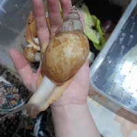 حلزون سوپر مولد