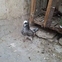 چند جفت کبوتر پرشی تست شده گرو هوا رفته