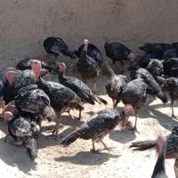 بوقلمون|حیوانات مزرعه|قوچان, |دیوار