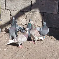 مسافتی|پرنده|اردبیل, |دیوار