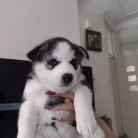 واگذاری هاسکی غذاخور|سگ|تبریز, |دیوار