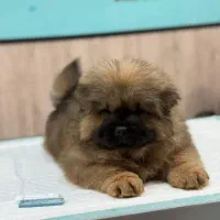 سگ چاو چاو|سگ|تهران, اختیاریه|دیوار