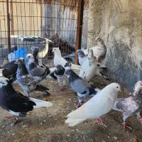 کبوتر|پرنده|بندرعباس, |دیوار