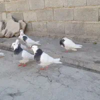 کفتر طوقی|پرنده|اشترینان, |دیوار