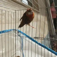 قناری ماده اماده