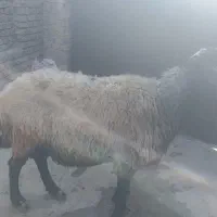 نر جوان 80کیلو|حیوانات مزرعه|کرج, فاز ۴ مهرشهر|دیوار