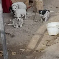 دو سگ ماده در رنگ سفید ۲ ماه