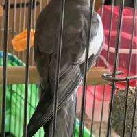 پرنده گم شده