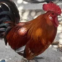 خروس