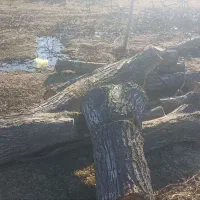 خرید چوب قطع درخت و هرس