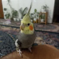 عروس هلندی سخنگو