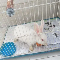 خرگوش سفید نر چشم قرمز