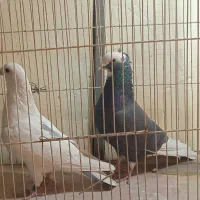 کبوتر|پرنده|تهران, جمالزاده|دیوار