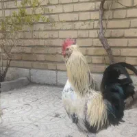 خروس گلین