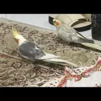 عروس هلندی