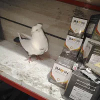 بوینی قرمز تهرانی|پرنده|مرند, |دیوار