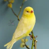 پرندهای زیبای دست ساز