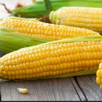 ذرت بلال