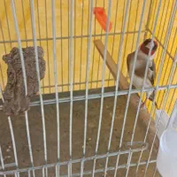 سهره نر ۴ماه قفس