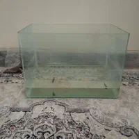 آکواریوم ماهی