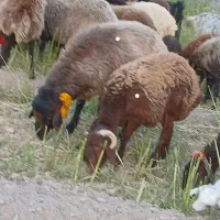 قوچ وبره نر|حیوانات مزرعه|اصفهان, سرشبادران|دیوار