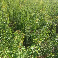 نهال پربازده|خدمات باغبانی و درختکاری|خسروشاه, |دیوار