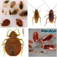 سمپاشی سوسک سمپاشی ساس مهر فاکتر