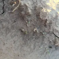 2تن کنجید درجه 1دارم