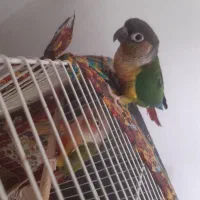 میز و گیرینچیک|میز و صندلی غذاخوری|مشهد, بهمن|دیوار