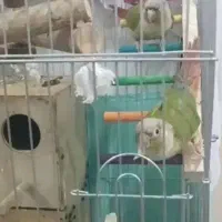 گرینچیک مولد با جوجه