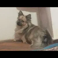 سگ گمشده