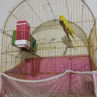 یک جفت مرغ عشق مولد با 4 عدد جوجه|پرنده|اقلید, |دیوار