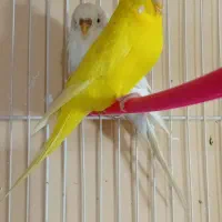 مغازه پرنده فروشی کل پرنده ها به فروش میرسد|پرنده|مه ولات, |دیوار