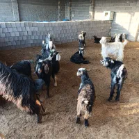 بز چبش|حیوانات مزرعه|مرودشت, دولت آباد|دیوار