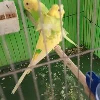 مرغ عشق پروانه ای مولد