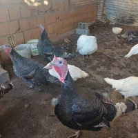 بوقلمون 2.5ساله سنگین وزن با ماده‌های بالغ تخمگذار