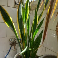 گل سانسوریا|گل و گیاه طبیعی|تبریز, |دیوار