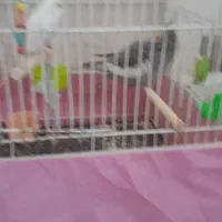 پرنده|پرنده|قم, شهرک فاطمیه|دیوار